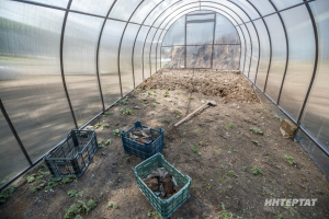 Теплицадагы корткычлардан арынуның гади ысулы