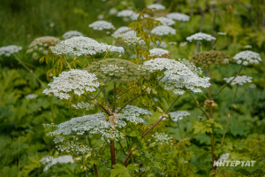 «Ахыргы чик – җир кишәрлеген алу»: Бакчадагы нинди үләннәр өчен штраф салырга мөмкиннәр