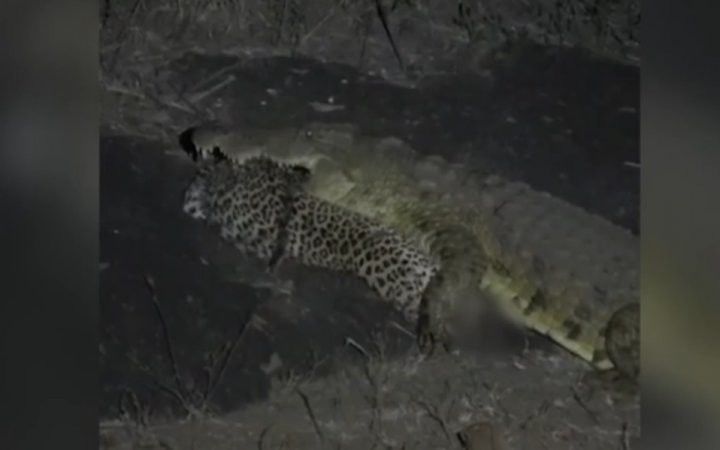 Гигант крокодил леопардны ботарлаганны видеога төшергәннәр