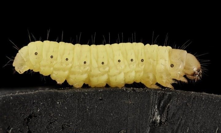Шок: Анита Цой тәнендә 18 ел буена чебен личинкасы үсеп яткан