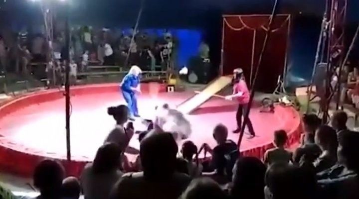 Циркта аю дрессировщикны ботарлап ташлый язган - видео