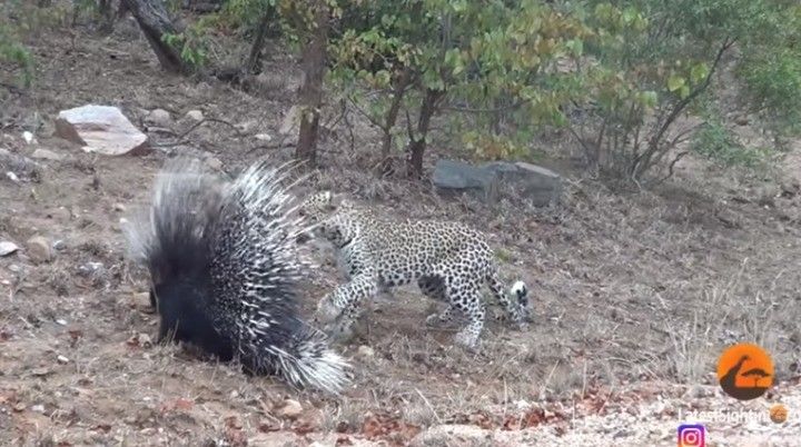 Дикобраз ерткыч леопардны "урынына утырткан" - видео 