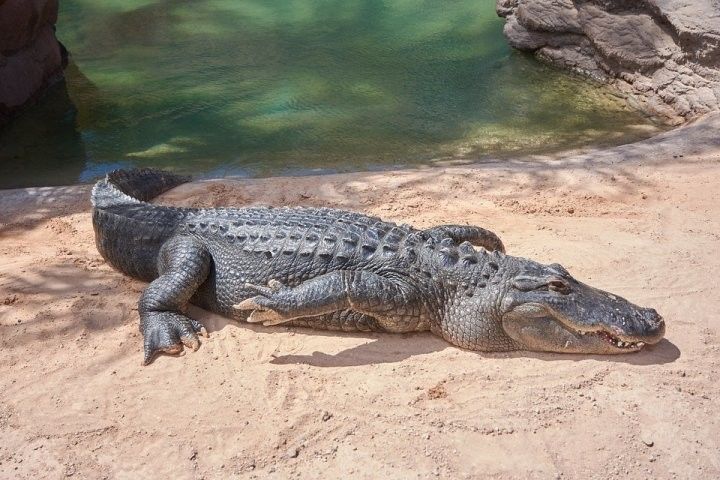 Биш метрлы крокодил үзен ашатучы хатынны тере килеш йоткан