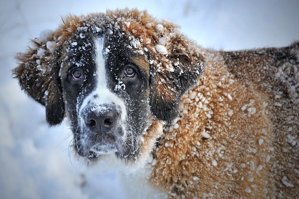 Уфада баланы сукбай этләр талап үтергән дигән ялган хәбәр таралды