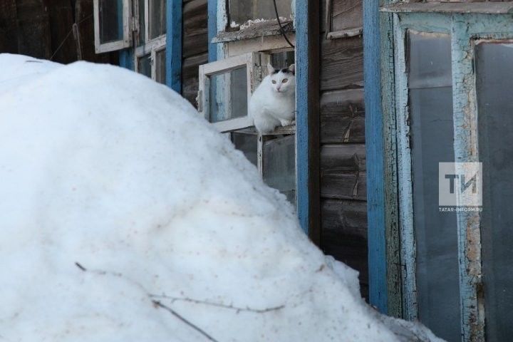 “Берүзең чыкма дип әйтә килдек”. Лениногорск районында 79 яшьлек әби түбәдән төшкән кар астында калып һәлак була