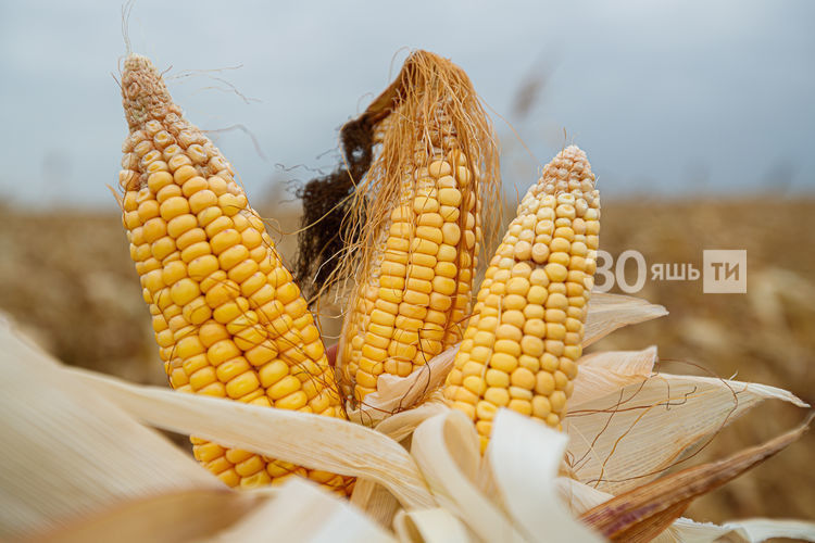 «Элек кукурузны август аеннан ала башлый идек»: нигә хәзер октябрьдә генә уралар?