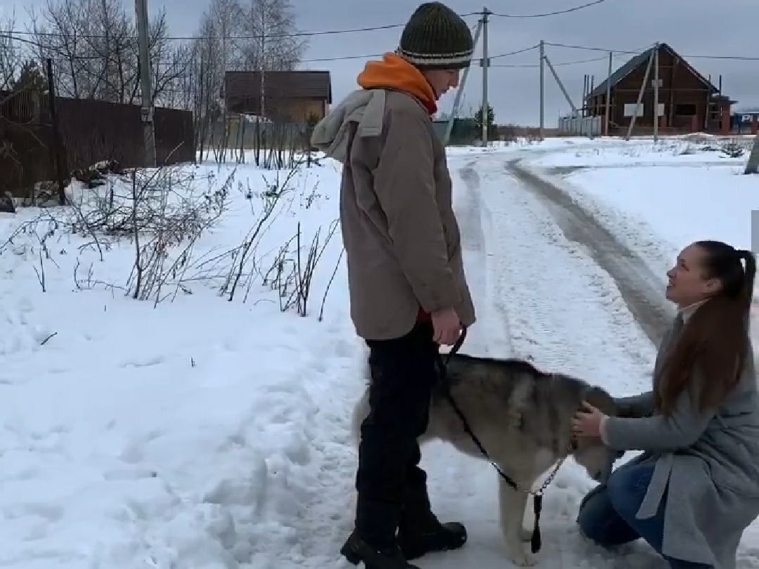 Блогер Люция Алиеваның хаски токымлы эте, карактан качып, өенә кайта алган