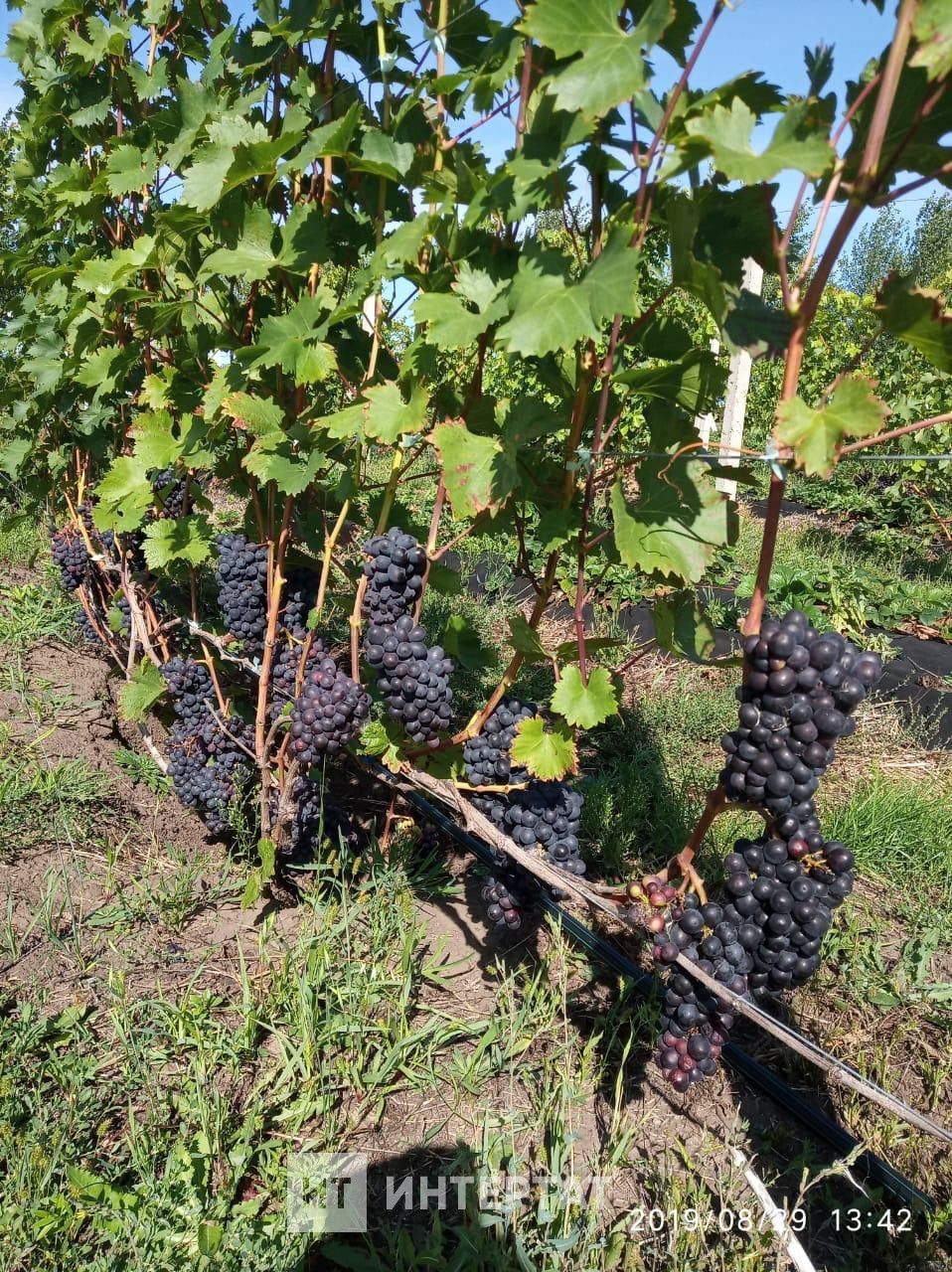 Фермер Айрат Ялалетдинов: «Күпләп виноград үстерә алачагыма беркем ышанмады»