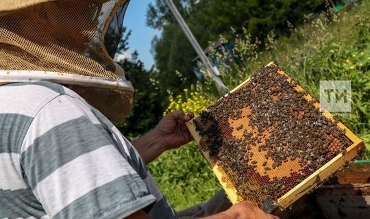 Журналист егетнең яңа йорты стенасында йөз меңләп бал корты яшәгән