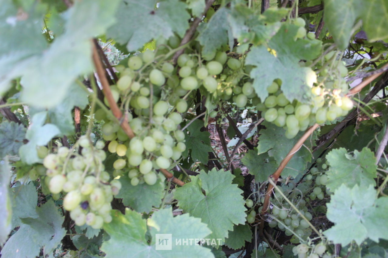 Август азагы — сентябрь башында виноград куагын ничек тәрбияләргә?