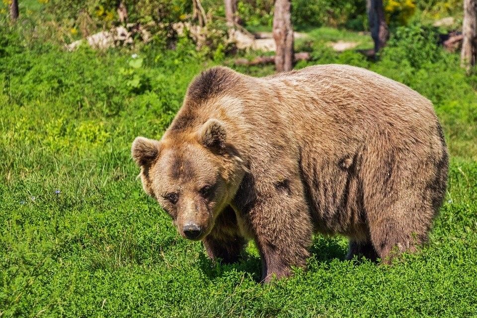 Башкортстандагы шәһәрдә йөрүче аюларны видеога төшергәннәр