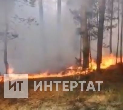 Апас районында урманга ут капкан