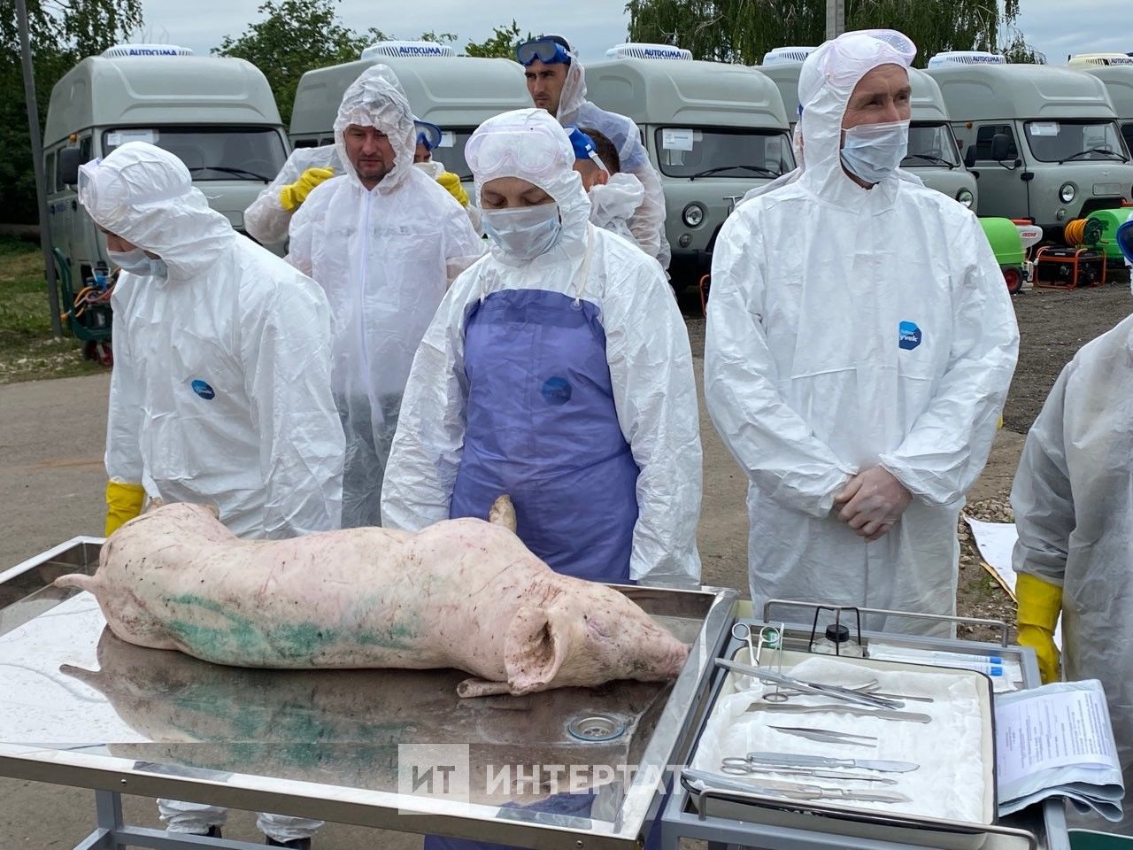 Югары Осланда дуңгыз чумасы: мал табиблары куркыныч чирләргә каршы ничек көрәшә?