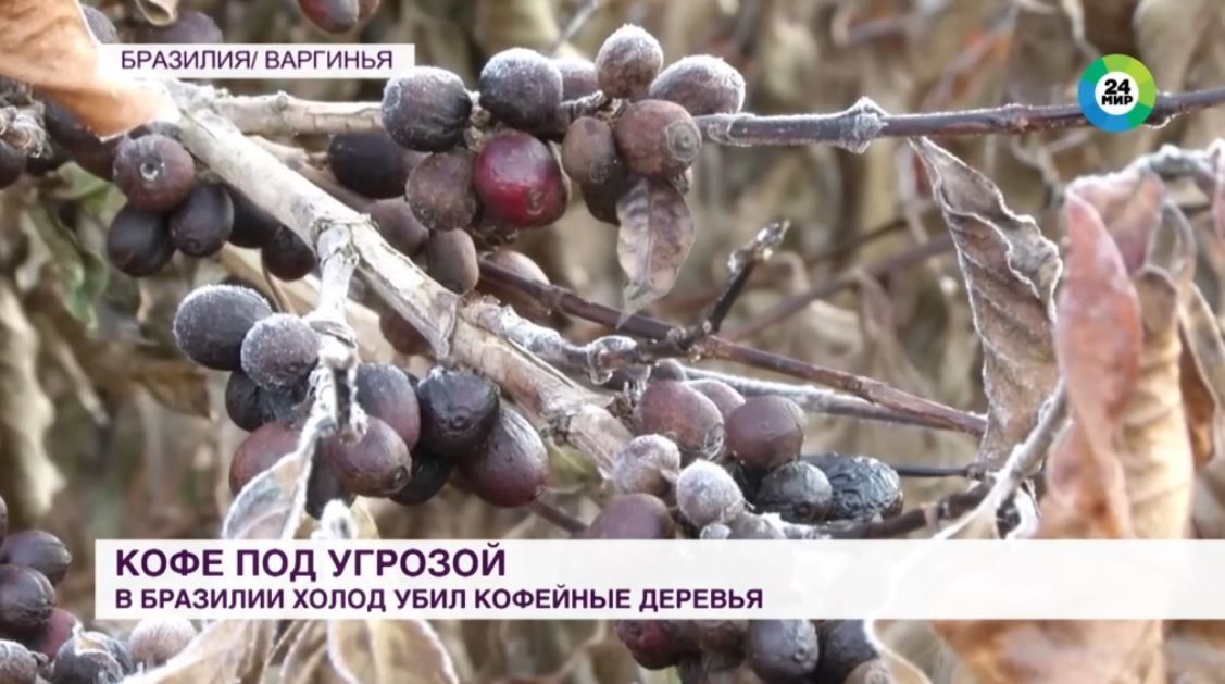 Бразилиядә кар яуган: кофе бәясе артуга әзерләнегез