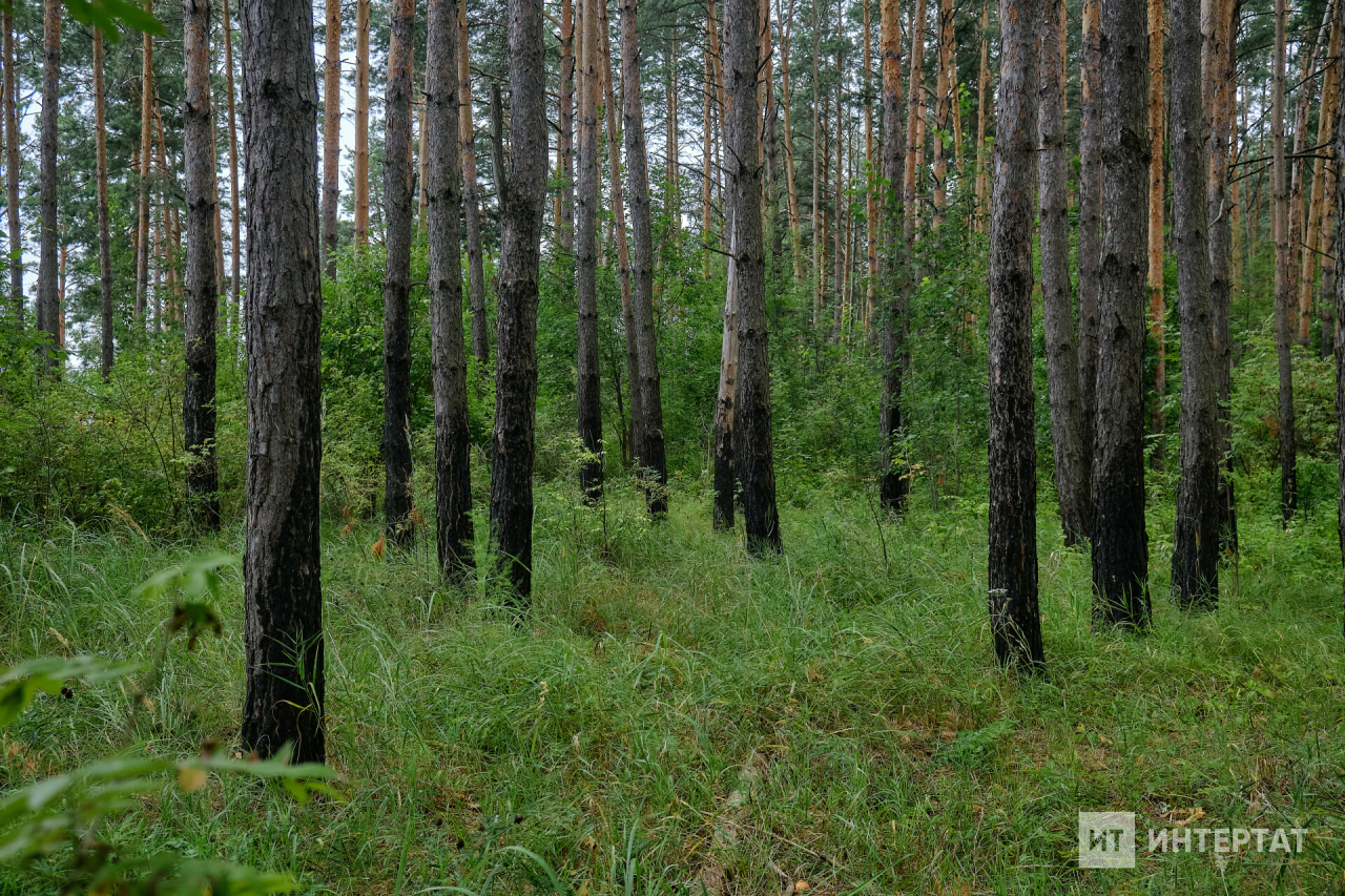 Әтисе белән ауга киткән 10 яшьлек малай урманда югалган