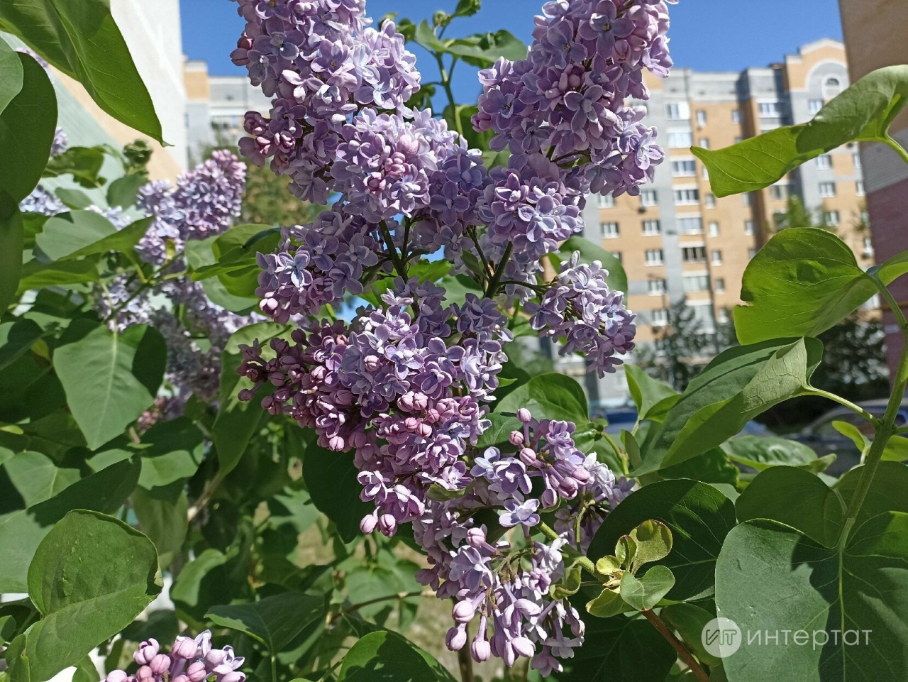 Сирень чәчәгеннән ясалган төнәтмә буыннар сызлавын баса