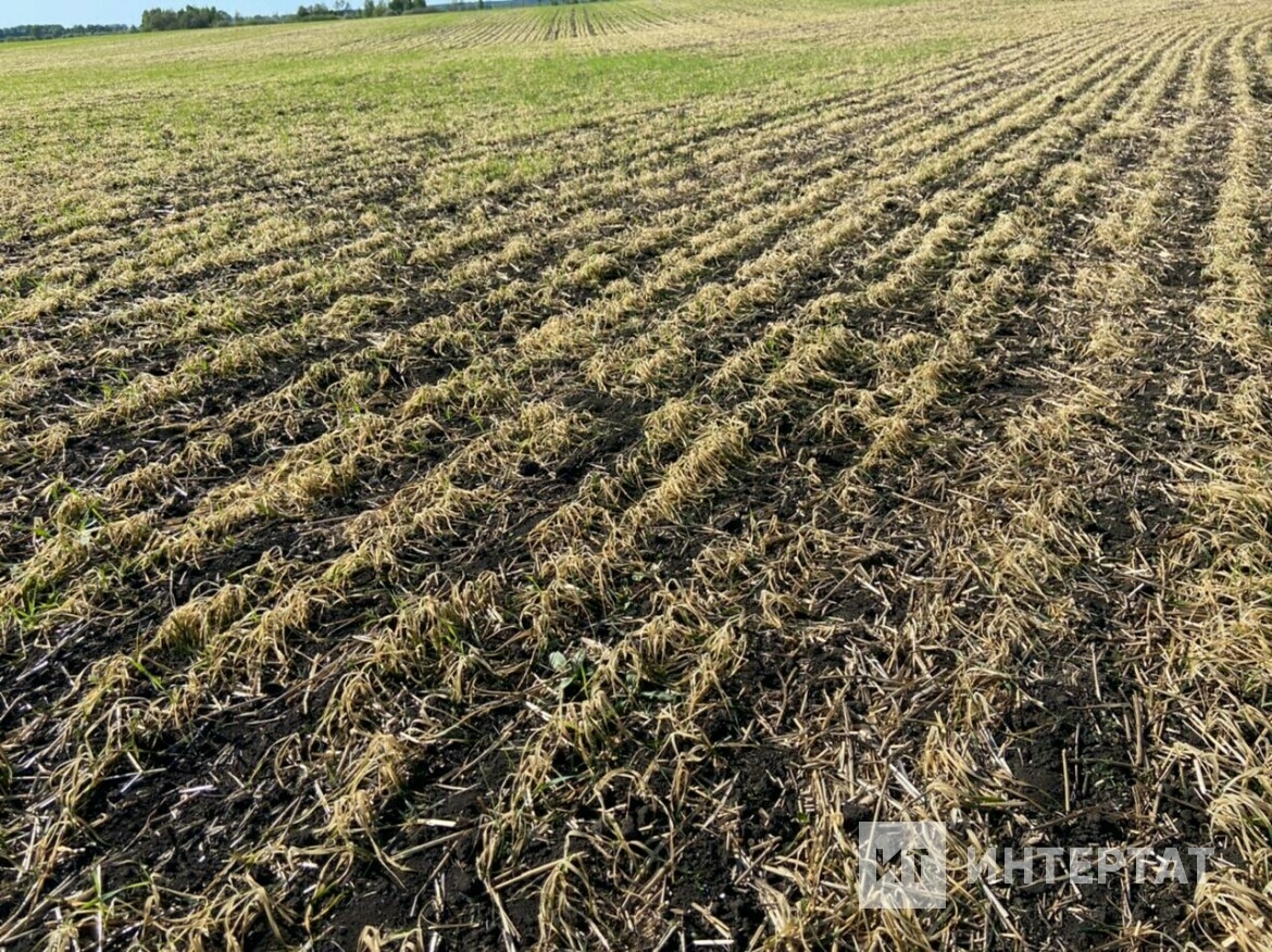 Кыраулардан зыян күрү сәбәпле, Россиядә гадәттән тыш хәлләр хәлләр режимы кертү ниятләнә