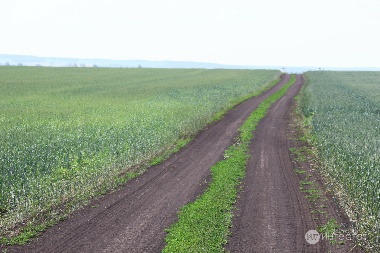 Май кыраулары нәтиҗәсе: «Үзебездәге җиләк-җимешкә бәяләр күтәреләчәге көн кебек ачык»