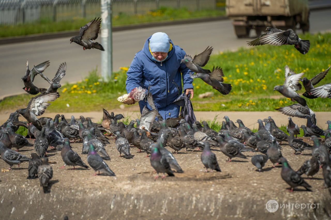 Бакчага кошлар җыелмасын өчен нишләргә?