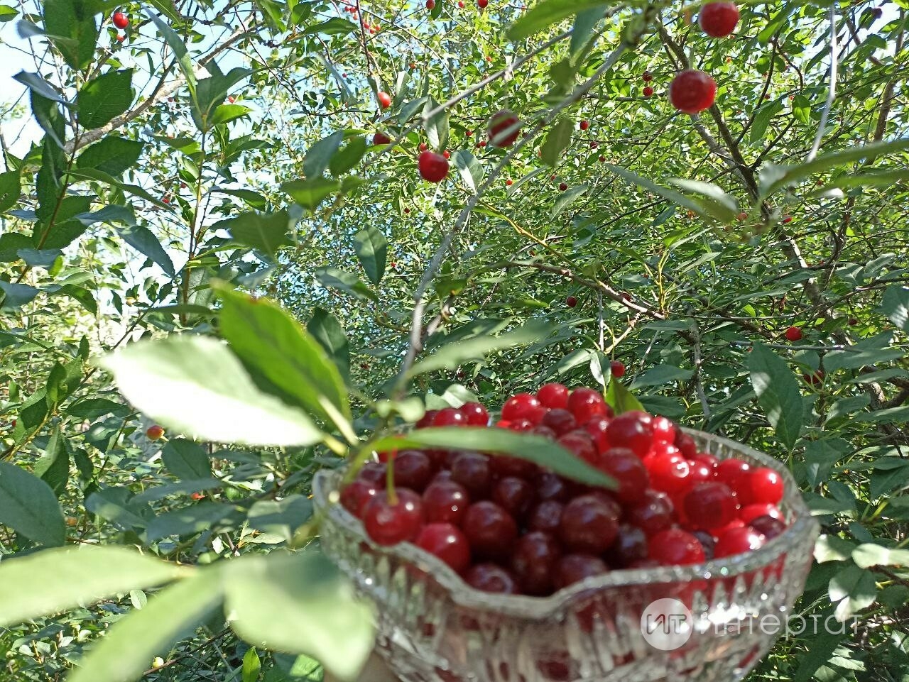 Кыздырылган чиядән кайнатма рецепты