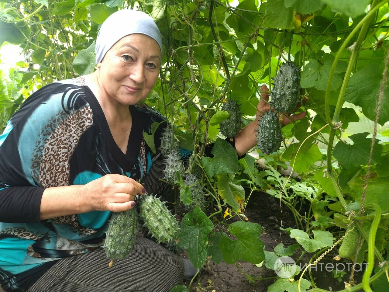 Һәвәскәр бакчачы Ризида Мөхәммәтҗанова базелло һәм кивано уңышы фотоларын күрсәтте