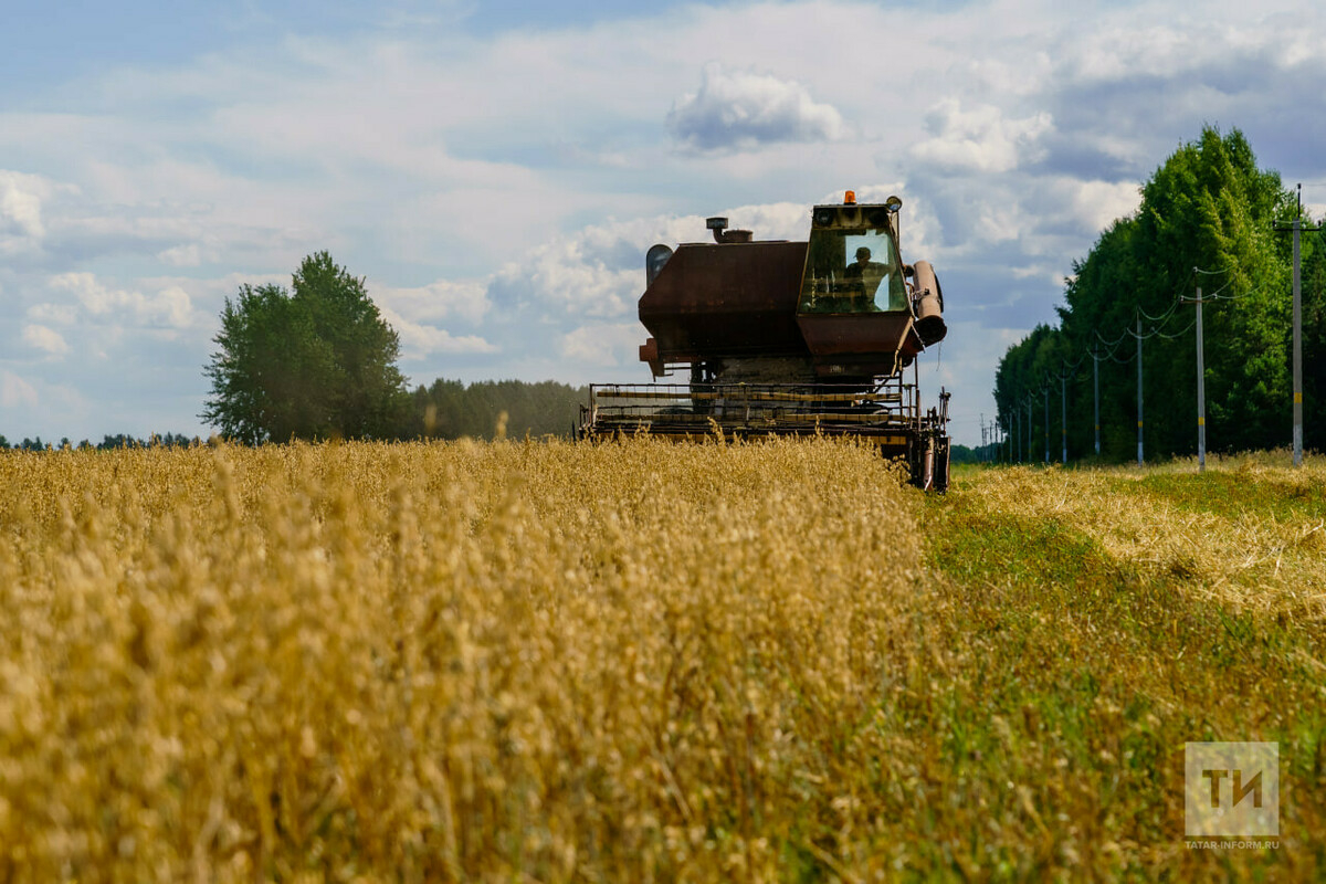 Былтыр айга 470 мең сум эшләгән урак батырлары быел Татарстанда күпме акча эшли?