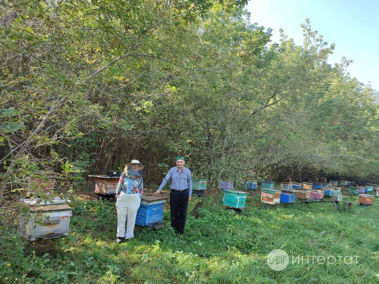 Чакмагыштагы оста умартачылар гаиләсендә кунакта: «Бер кереп китсәң, комарлы уен кебек!»