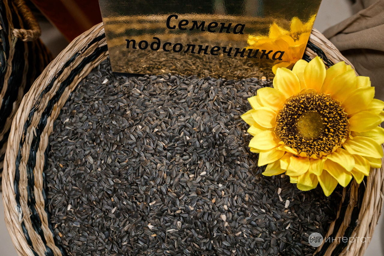 Көнбагышны тәмле итеп, көйдермичә кыздыру сере