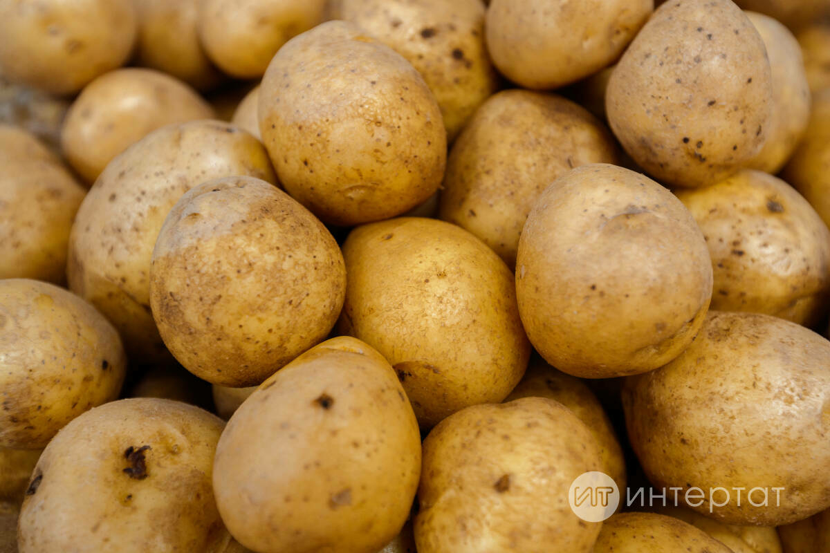 «Юып, киптереп базга салдык», яки Авыл халкы бәрәңгене ничек саклый