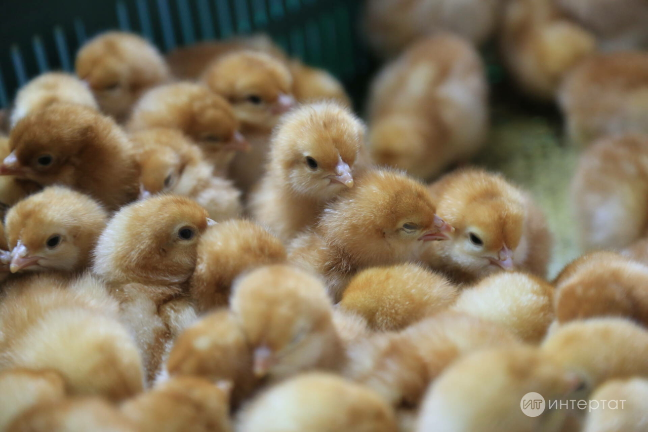 Росприроднадзор: «Питрәч районында төзелә торган кошчылык фермасы контрольдә тотыла»