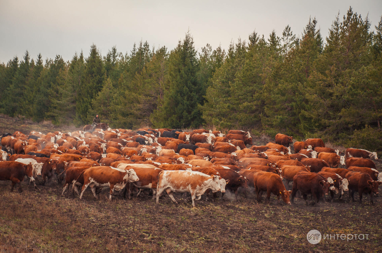 Татарстанда сыерлар һәм кәҗәләр асраучыларга субсидия бирәләр