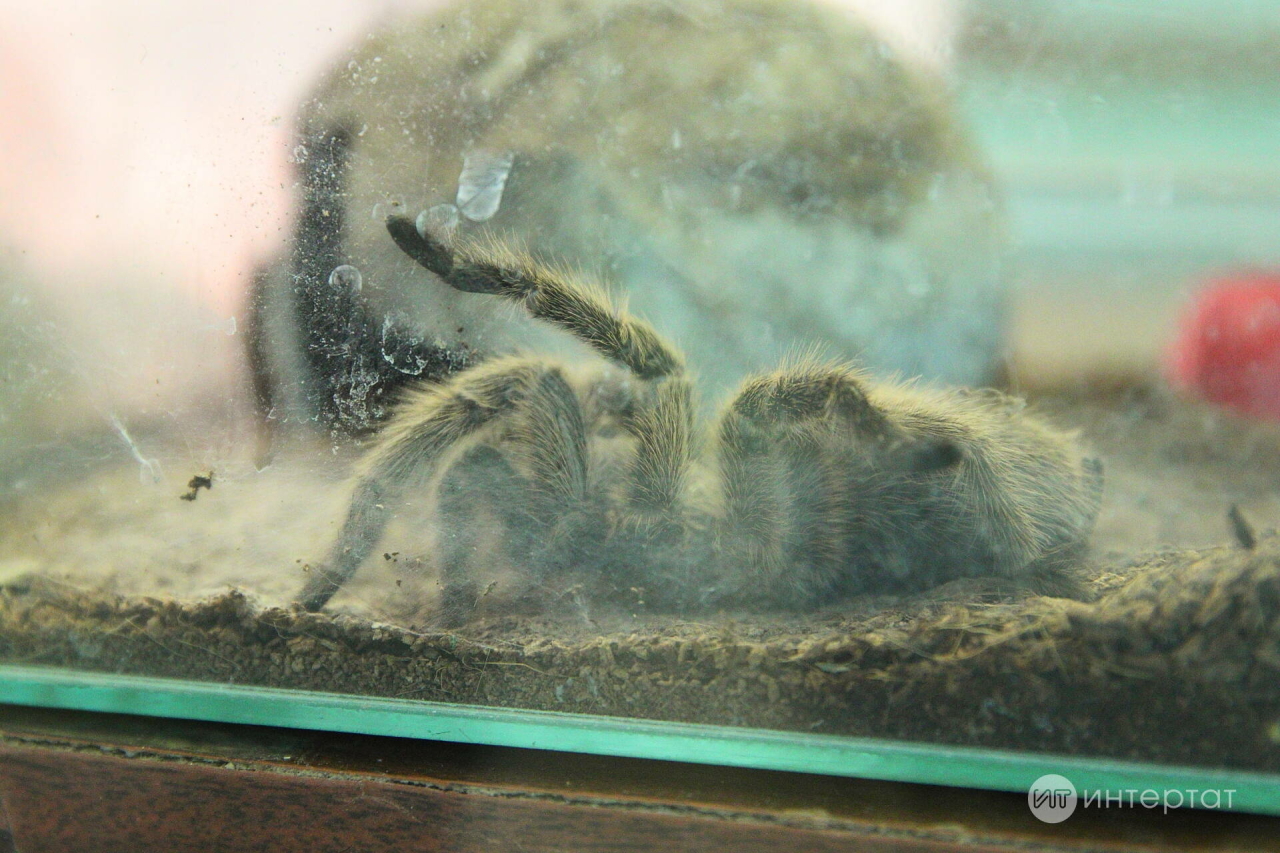 Дөньядагы иң зур пәрәвез табылган — аны үзара дошман булган үрмәкүчләр үргән