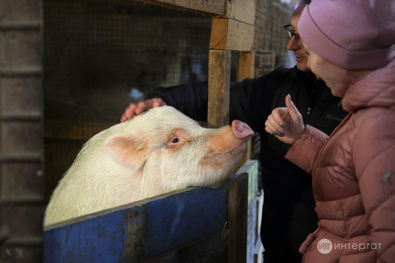 Фатирда дуңгыз асраган өчен штраф салырга мөмкиннәр