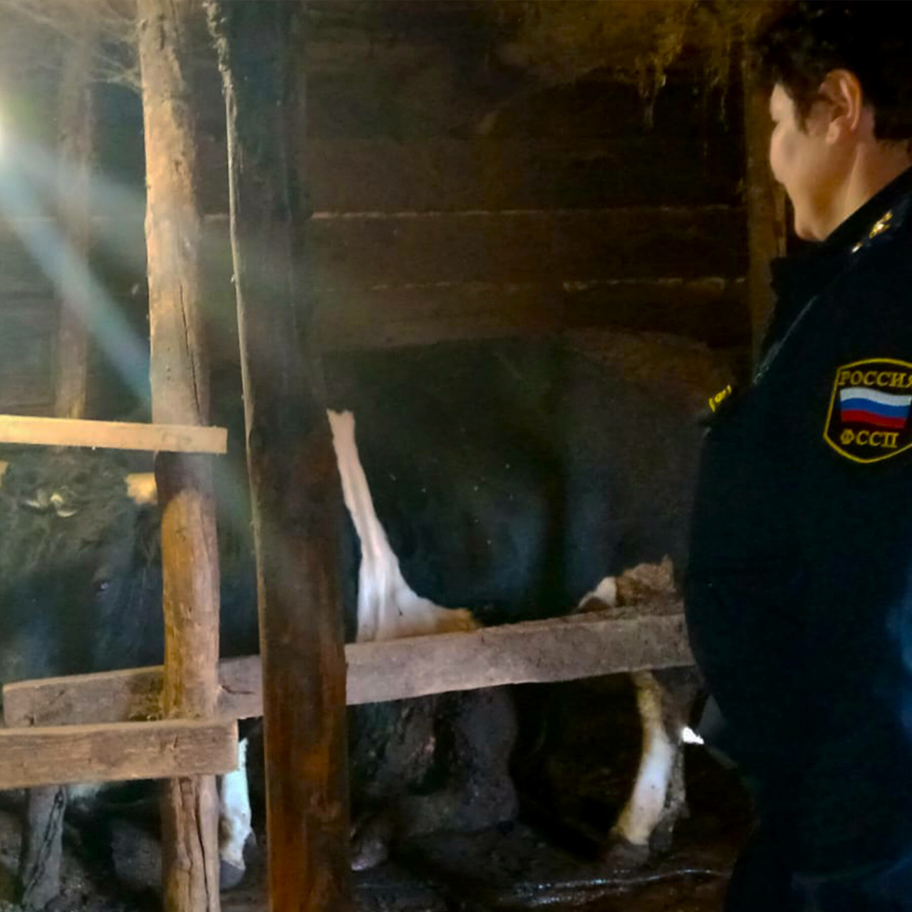 Татарстанда яшәүче ир-ат, бозауларына арест салгач, кредитларын түләп бетергән