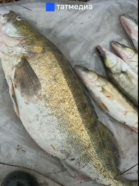 Чулман елгасыннан гигант судак балыгы тотканнар