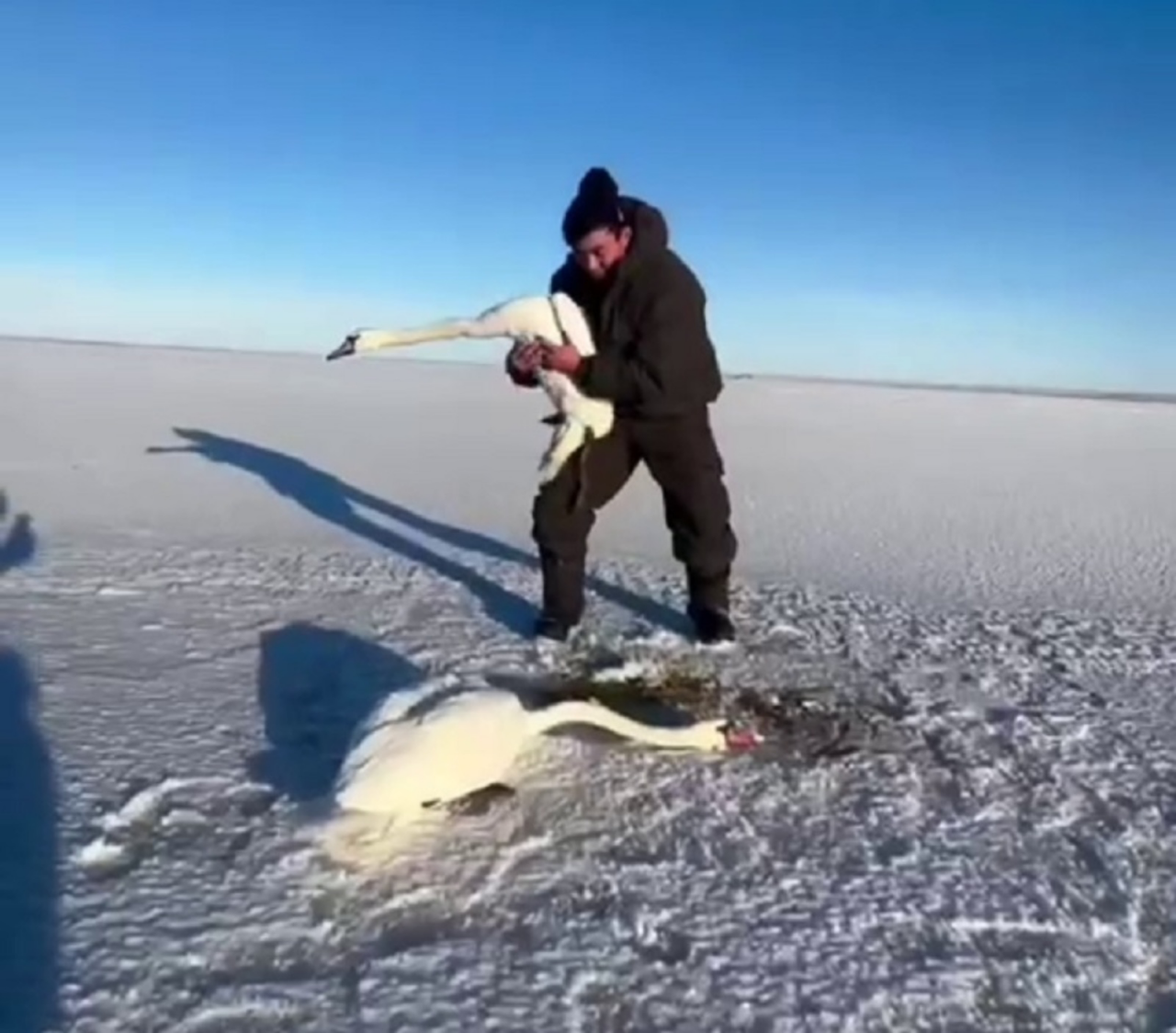 Фермер егет төнлә күлдә бозга катып калган гашыйк аккошлар парын үлемнән коткарган