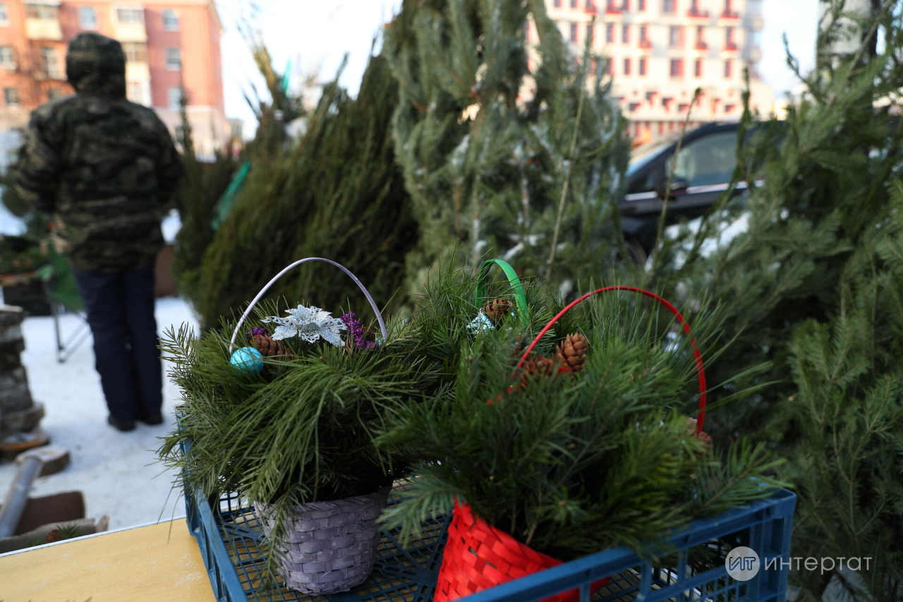 Яңа ел чыршысы белән өегезгә нинди «сюрпризлар» кайтырга мөмкин?