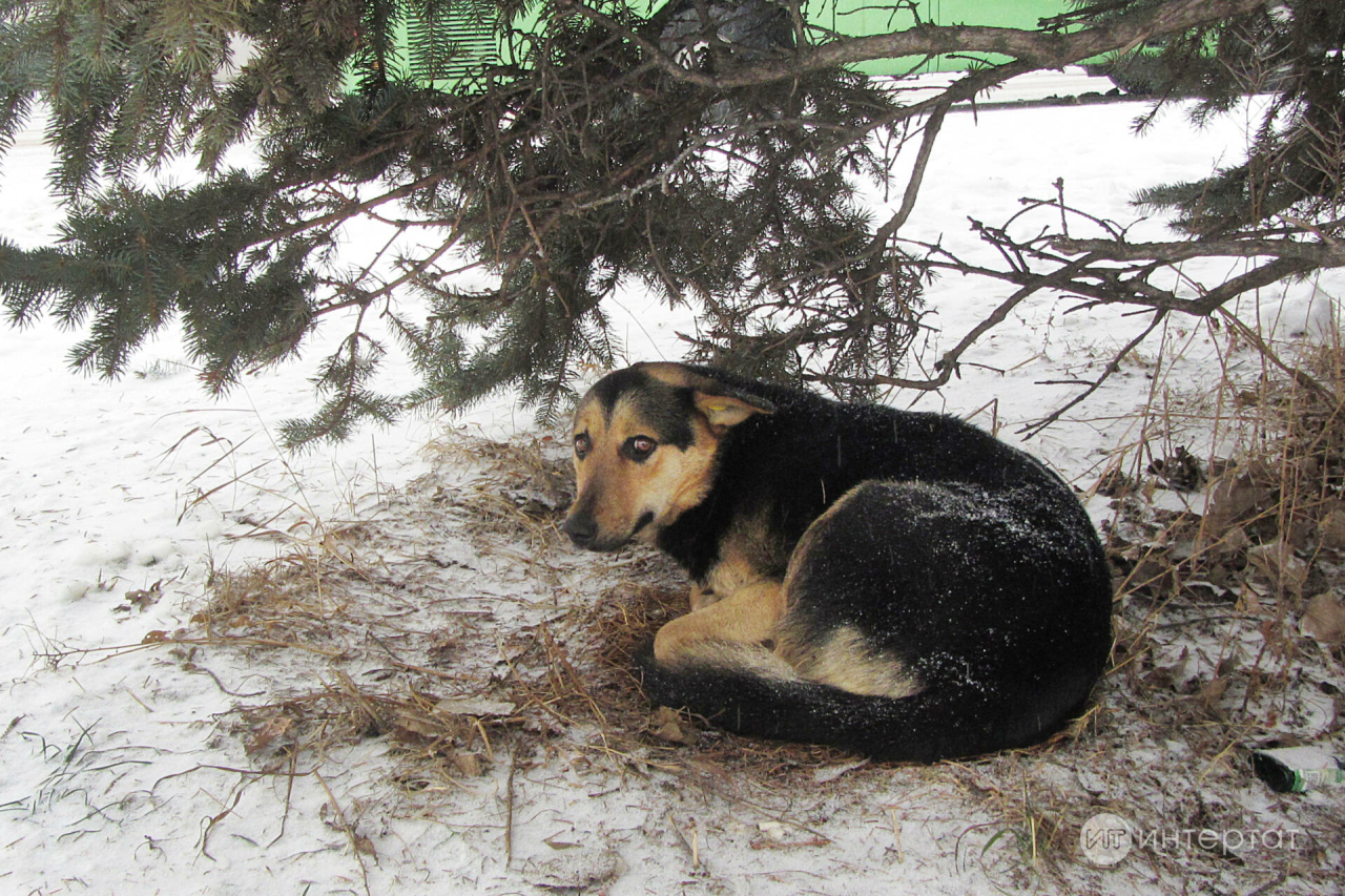 Азнакайда сукбай эт эштән кайтып баручы ир-атка ташланган