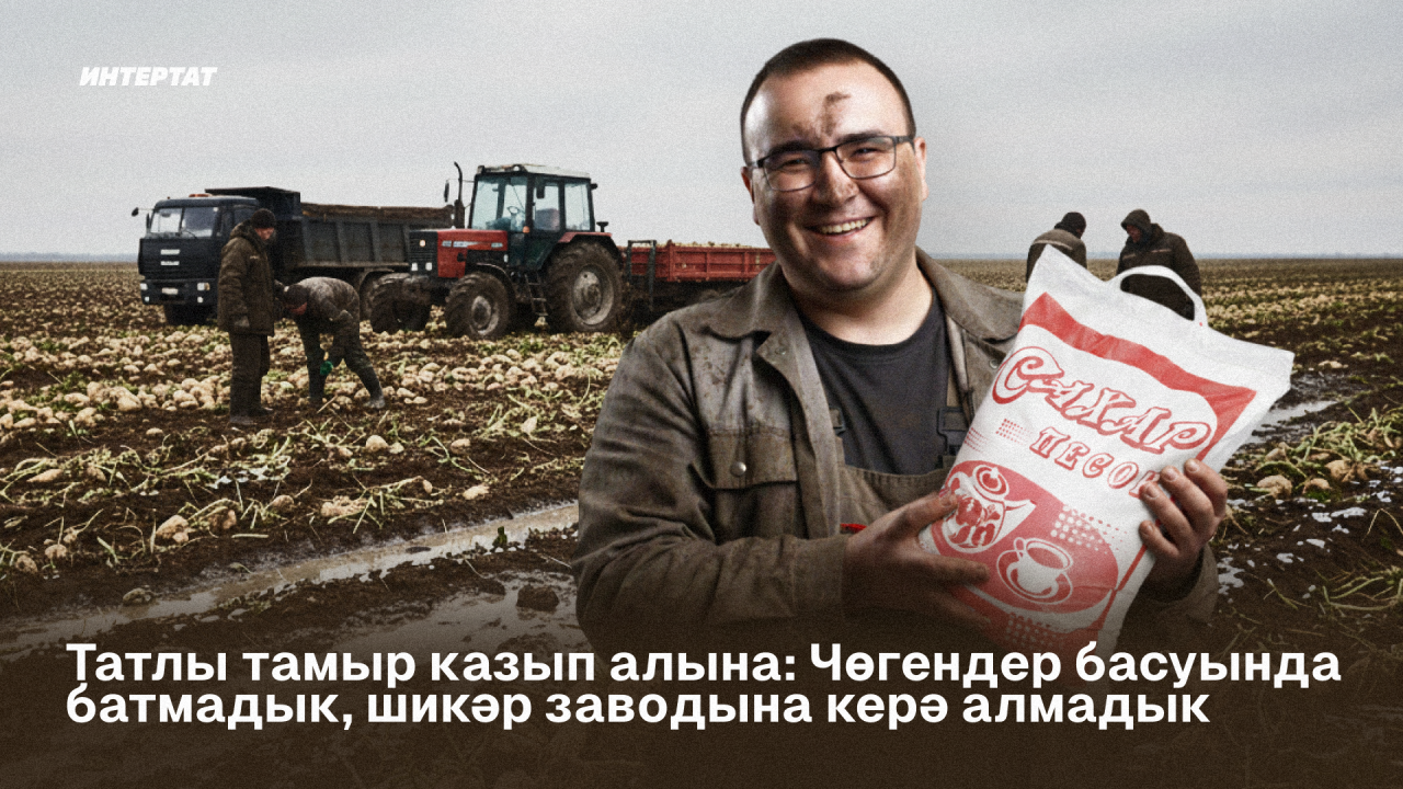 Татлы тамыр казып алына: Чөгендер басуында батмадык, шикәр заводына керә алмадык