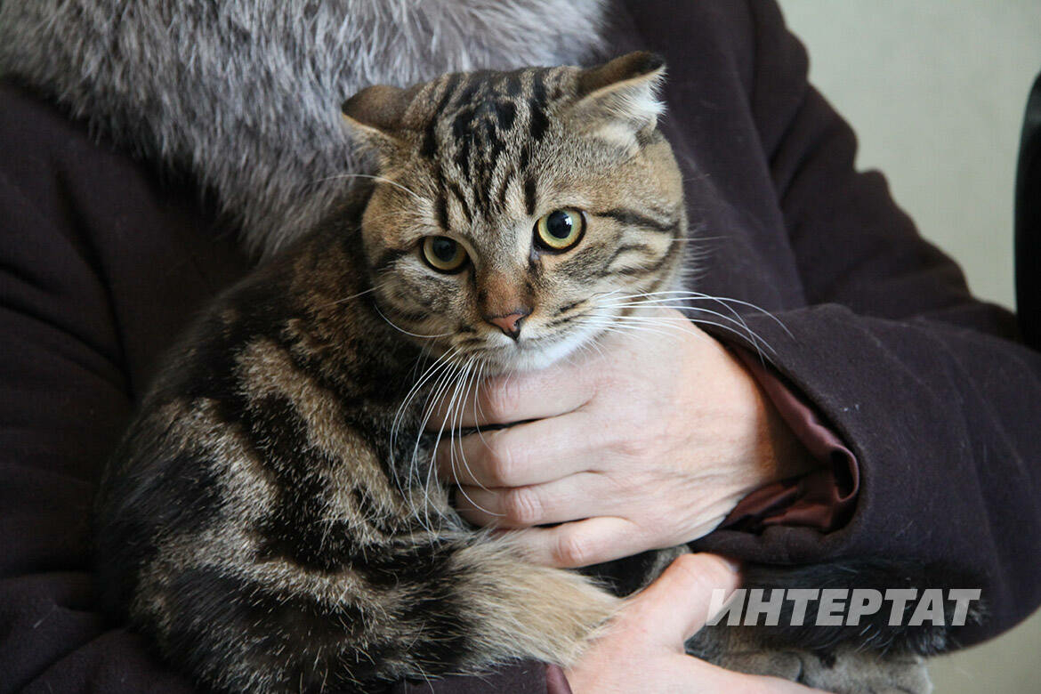 Мишура һәм «дождик»ларның песиләргә нинди куркынычы бар?