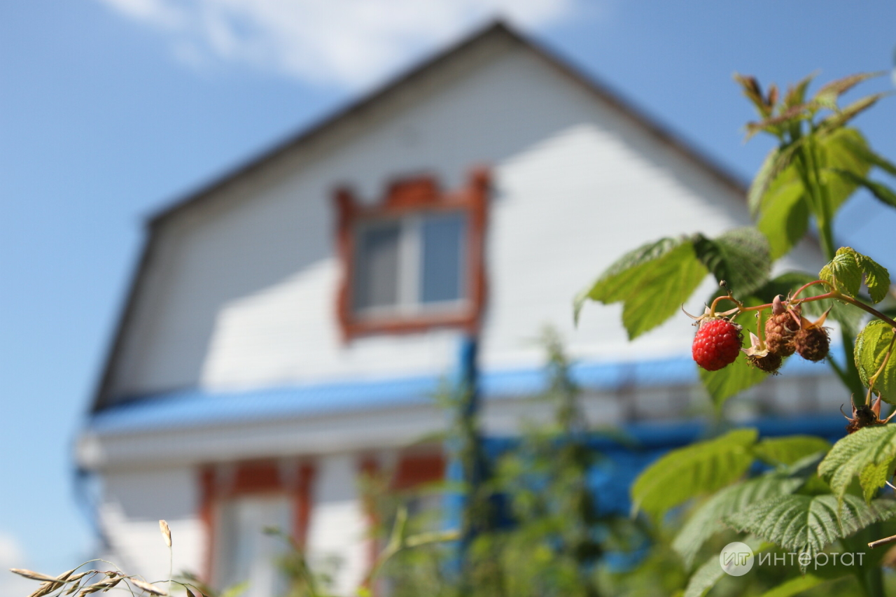 Кура җиләге яфрагыннан чәй киптерү ысулы
