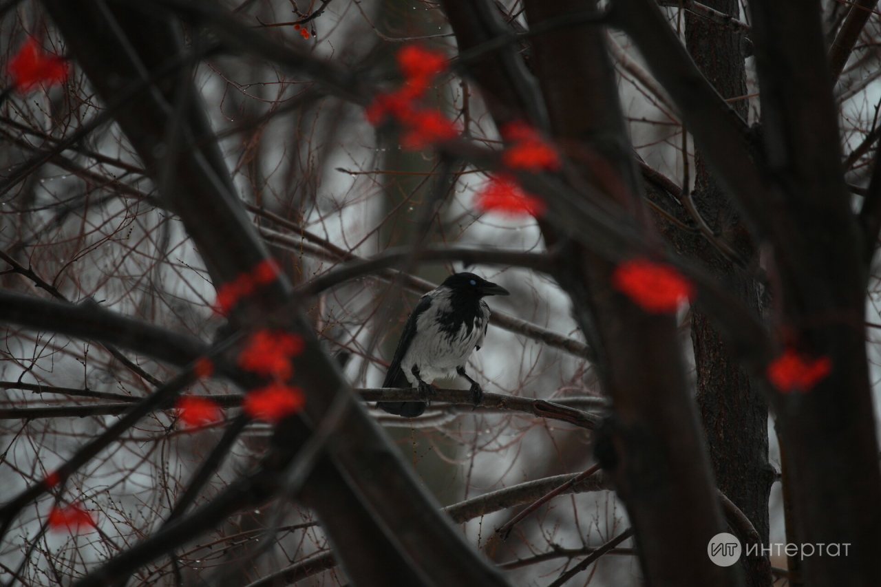 «Сак булыгыз, карга!» – Шәһәрдә агрессив кошлар кешеләргә һөҗүм итә