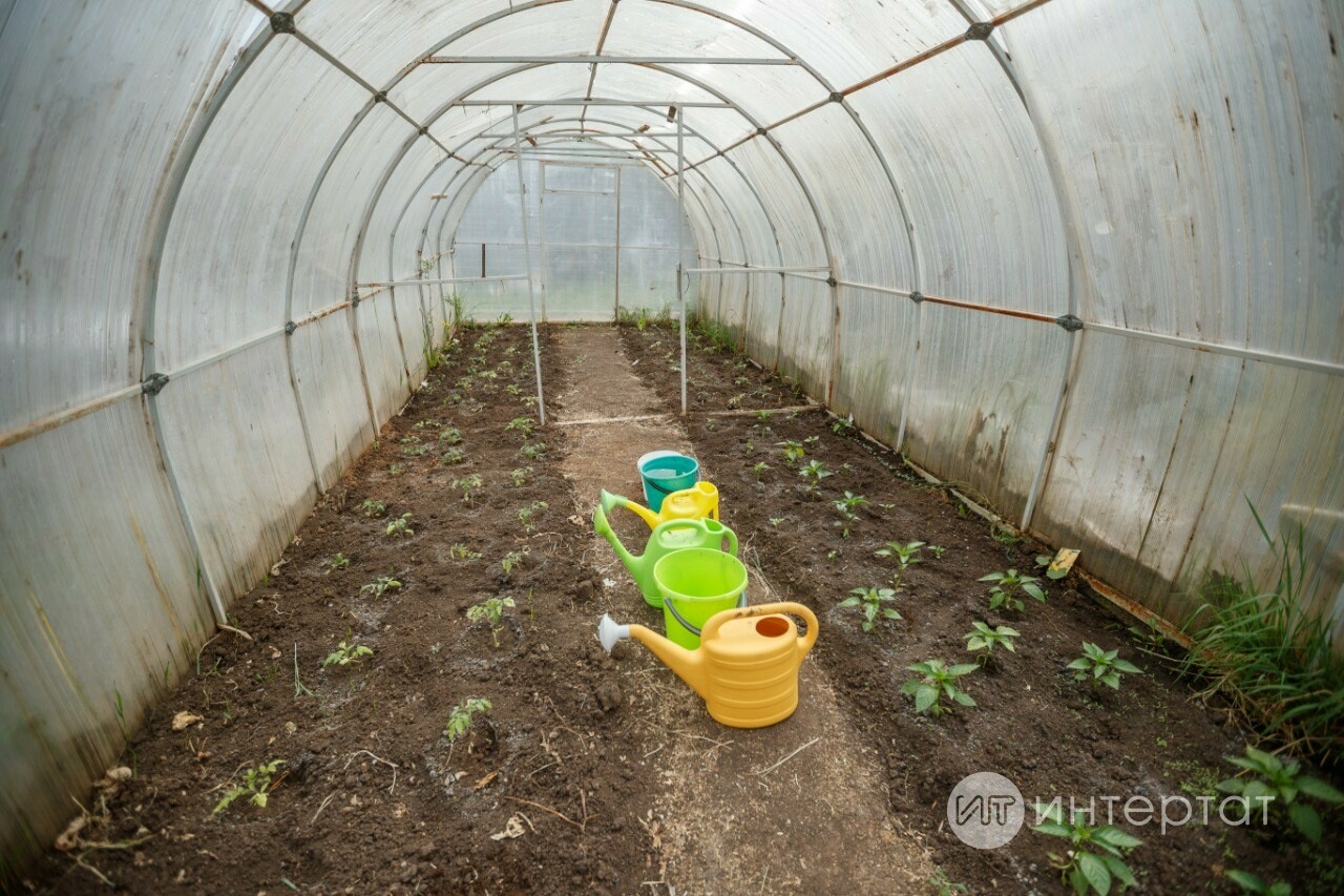 Яшелчәләр мул уңыш бирсен өчен йод белән «коктейль» рецептлары