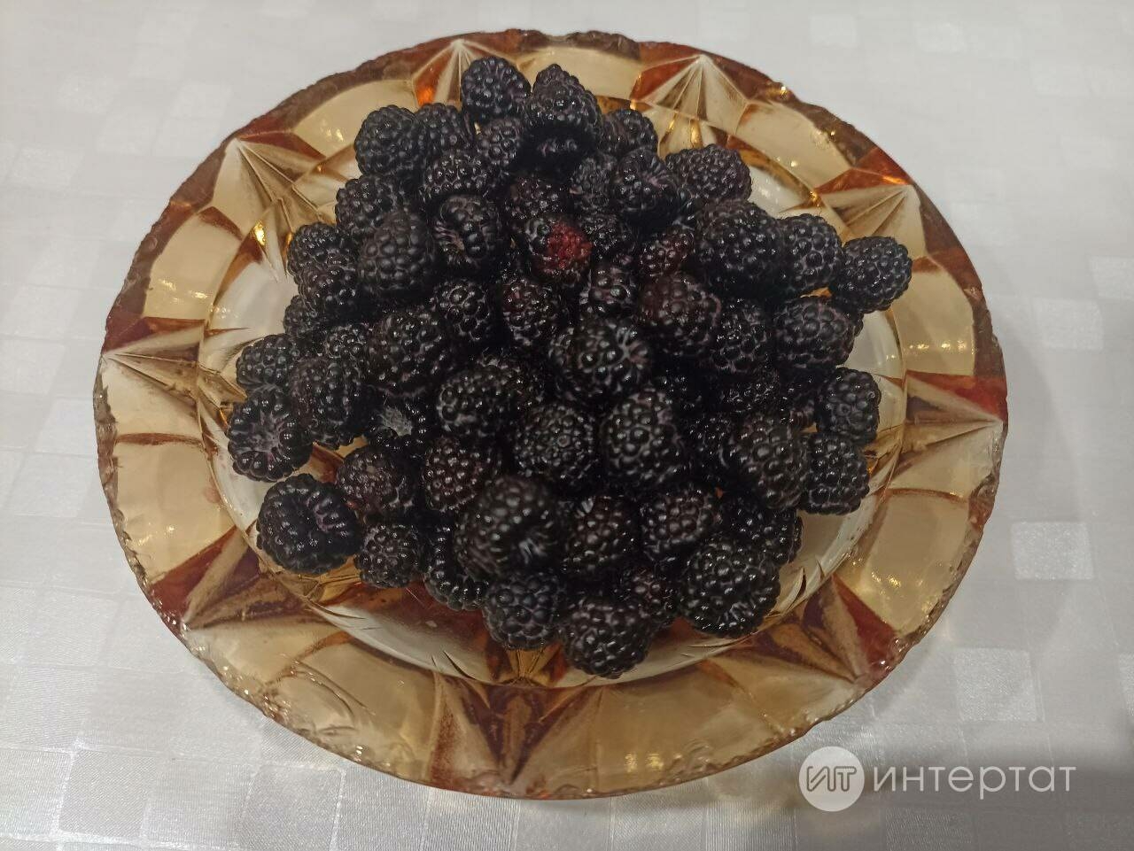 Кара бөрлегәннән кайнатма ясауның классик ысулы