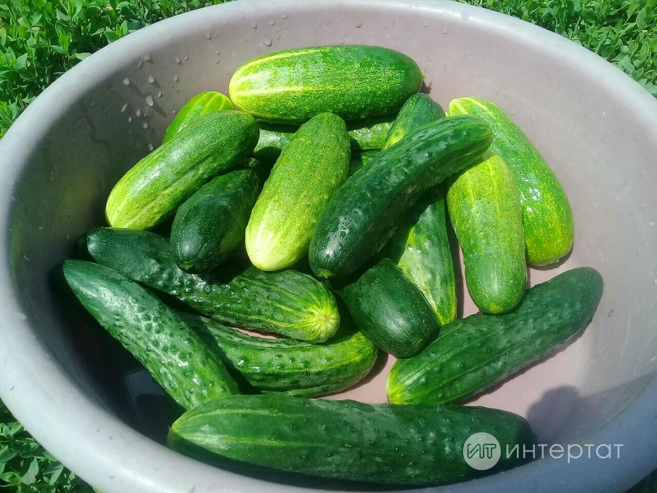 Кыярлар котырып үсәчәк! – Балык башларыннан төнәтмә рецепты