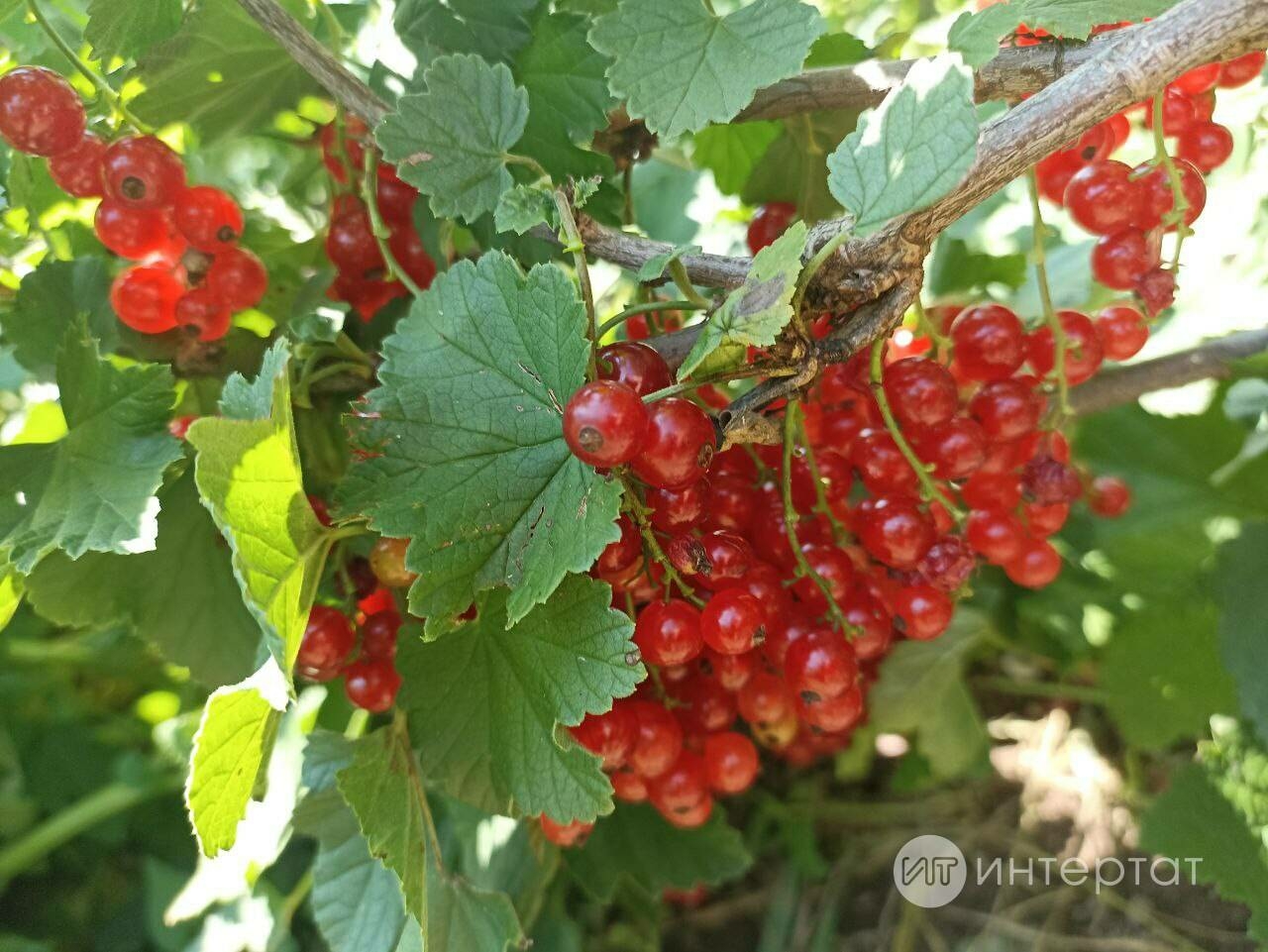 Кызыл карлыганнан желе ясау рецепты