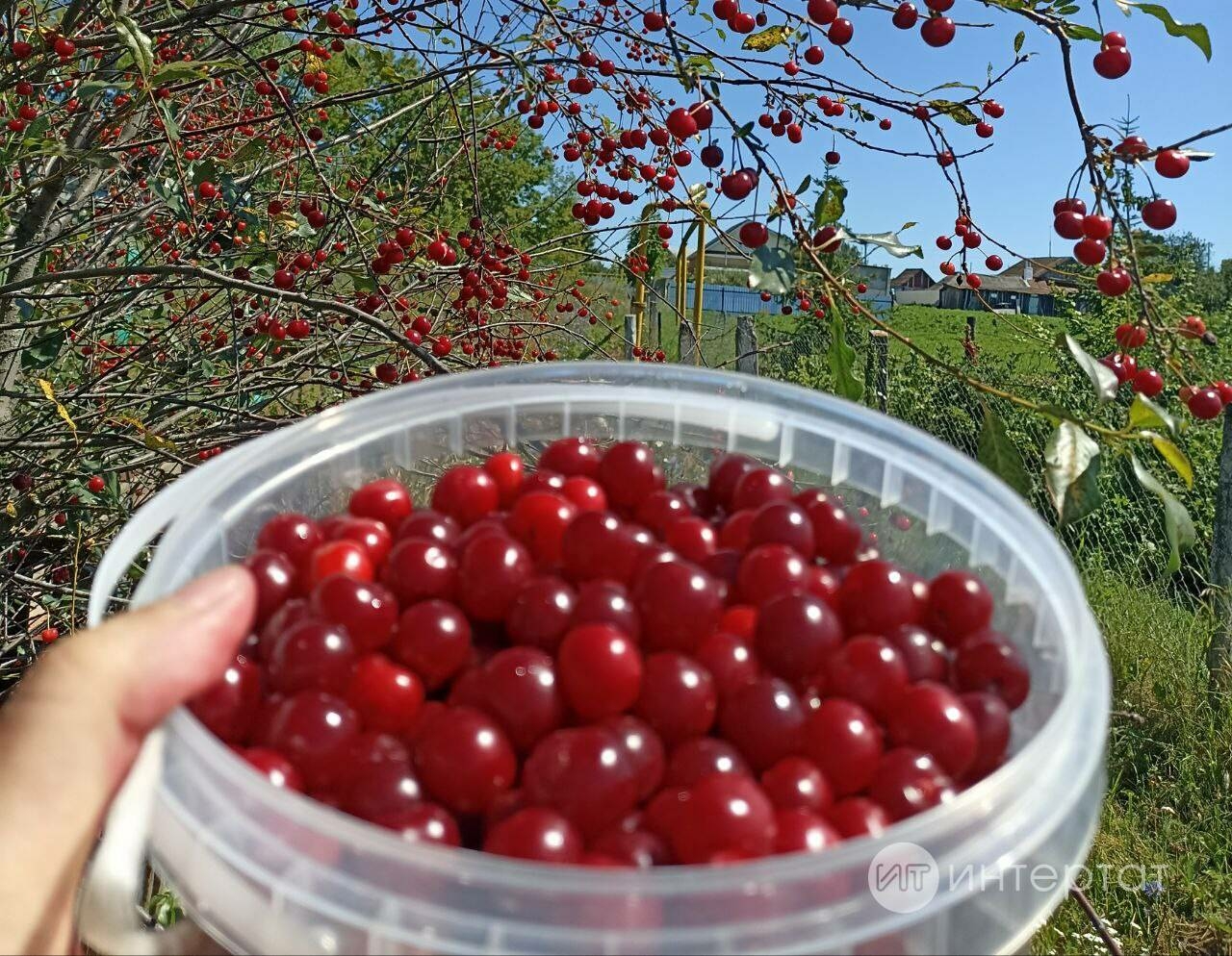 Чиядән куе кайнатма рецепты
