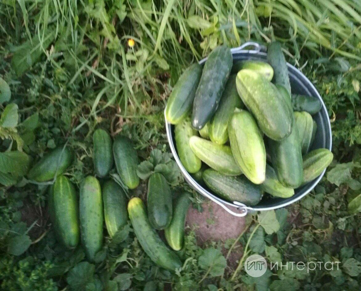 Эре кыярларны нишләтергә белмәсәгез - салат рецепты