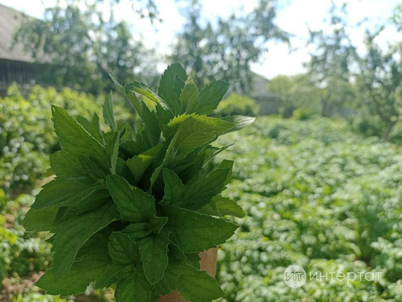 Бөтнекле аш (рецепт түгел)