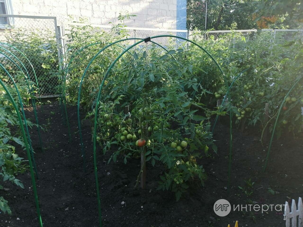 Помидор тизрәк кызарсың өчен киңәш: булавка, сода, йод һәм башкалар кирәк була!